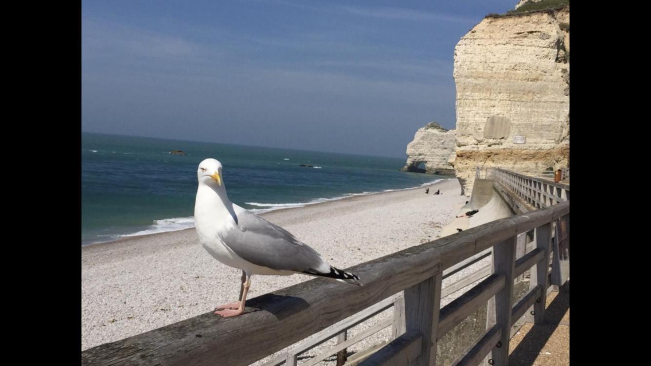 Villa Des Peintres Etretat Luaran gambar